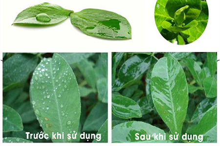 Bạn có biết tại sao nên sử dụng chất bám dính trong nông nghiệp?