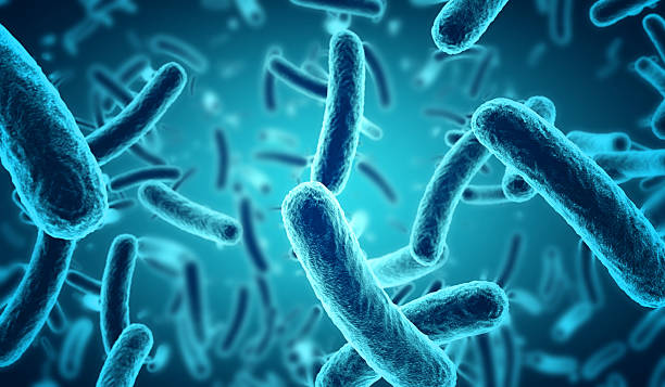 Vai Trò Chức Năng Của Vi Khuẩn Bacillus